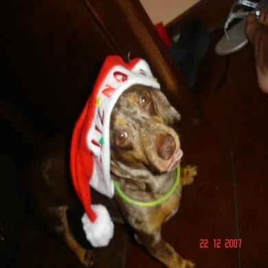 Capitu