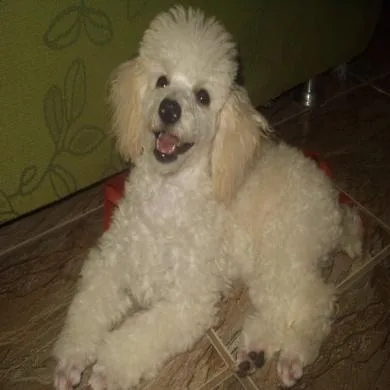 dolly
