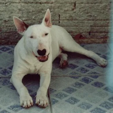 Athos do Recanto Nobre (Dracco)