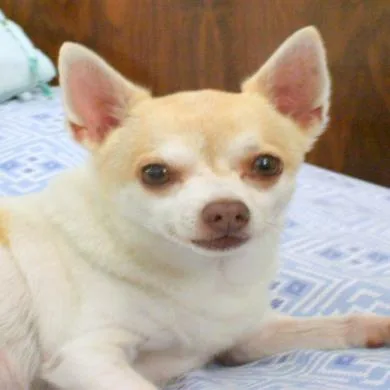 KIKO DO PEQUENO SONHO