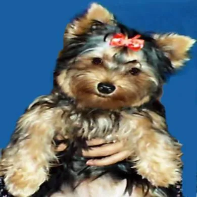 Miuke
