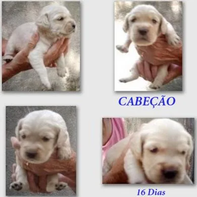 Cabeção