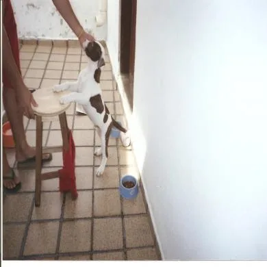 TOTÓ DA PARAIBA