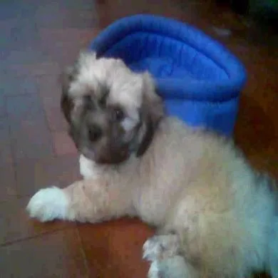 Junior