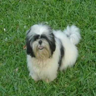 Dolce Alves Miller