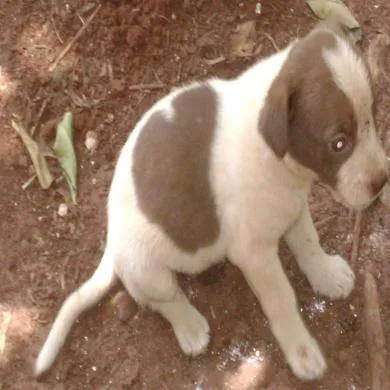 Bijú 