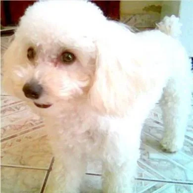 Leti
