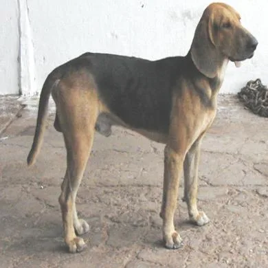 Jagunço