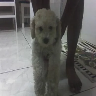 Floquinho