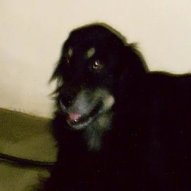 Spike