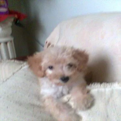 LOLA