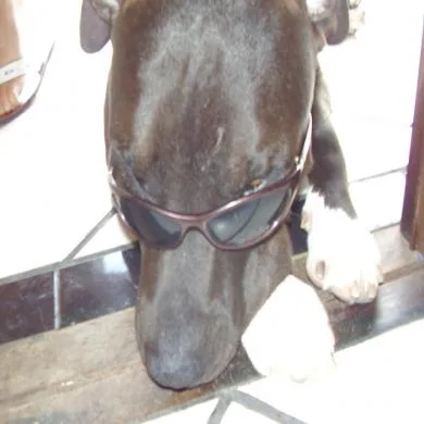 Brutus