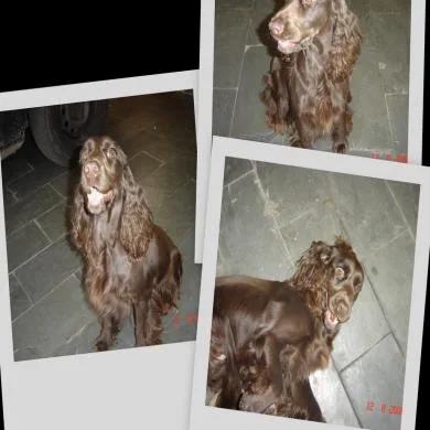 Capitu