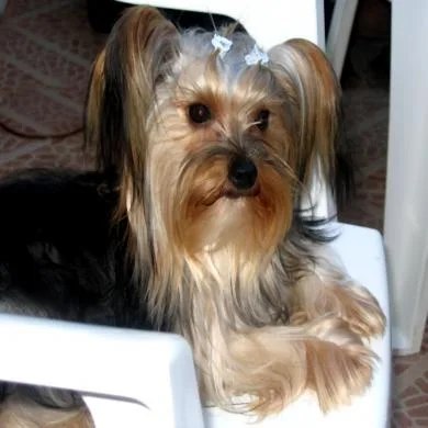 Dara Valério Petrucci
