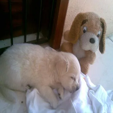 Dolf