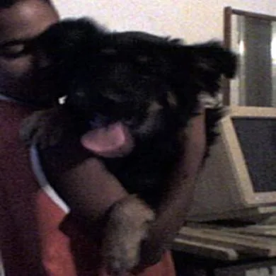 Lobo
