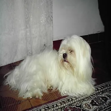 Cochilo