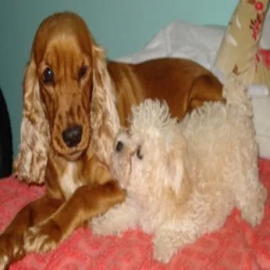 Daslu e babi