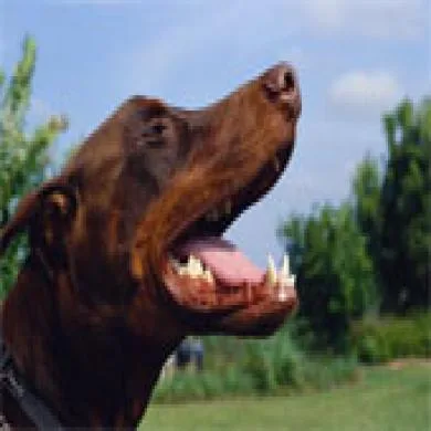 Rai
