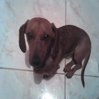 pingo