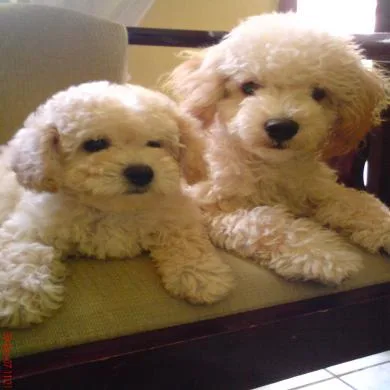 zion e tricia