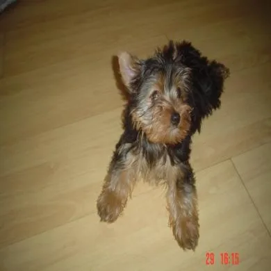 milu