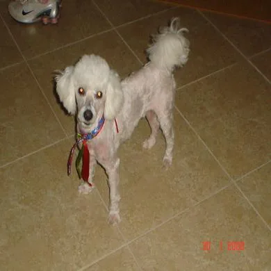 Toddy