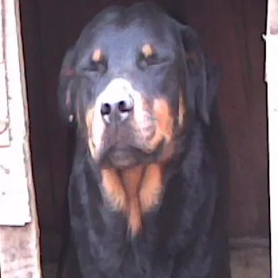 laica