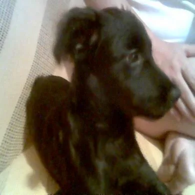 Belinha