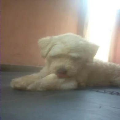 duke