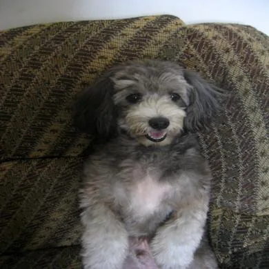 bob