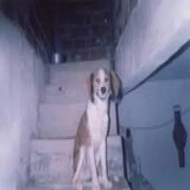 rahuf