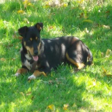 Tobby