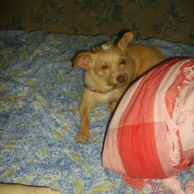 Pingo