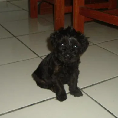 Margarida