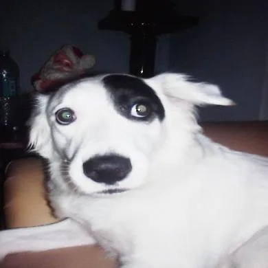 DORA