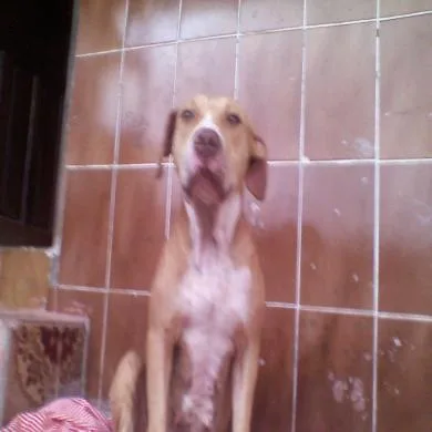 pitty 
