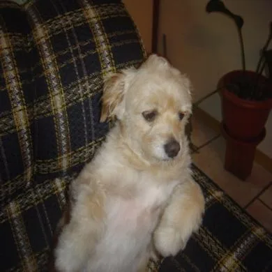 Belinha