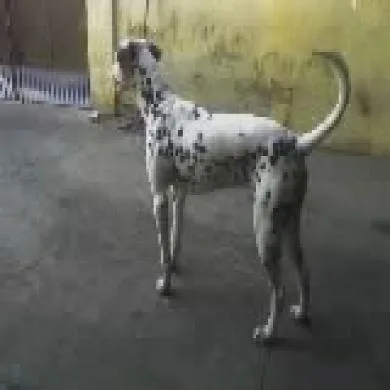 spike