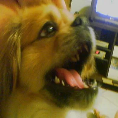 Teddy