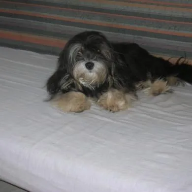 brenda