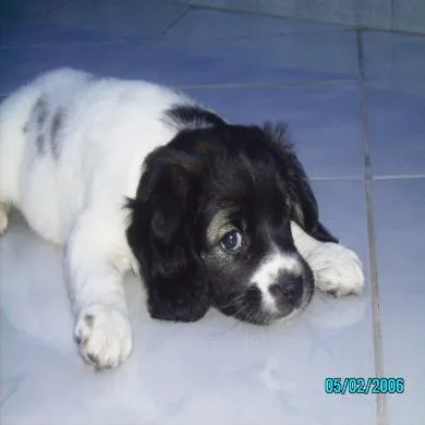 FADINHA
