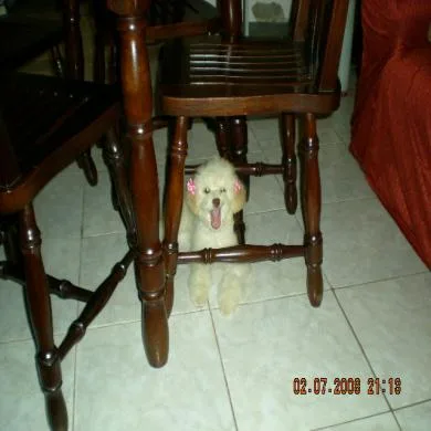 Myucha