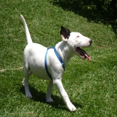 Shyro