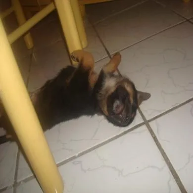 Bobi Junior