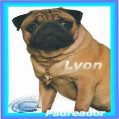 Lyon Mariano Dog