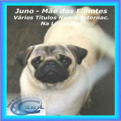 Juno Mariano Dog