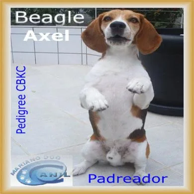 Axel Mariano Dog