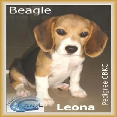 Leona Mariano Dog