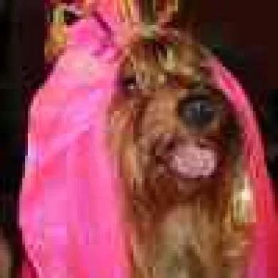 pitty
